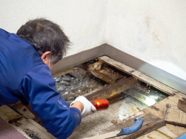 Best Commercial Mold Removal  in Laughlin Af, TX