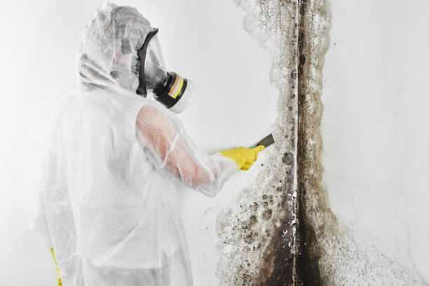 Best Best Mold Removal Companies  in Laughlin Af, TX