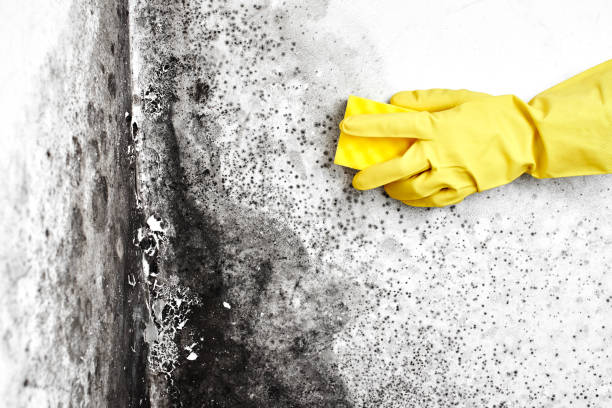 Best Mold Damage Repair  in Laughlin Af, TX