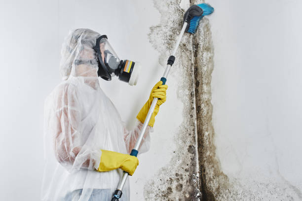 Best Toxic Mold Removal  in Laughlin Af, TX