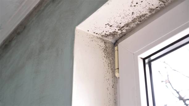 Best Mold Testing  in Laughlin Af, TX