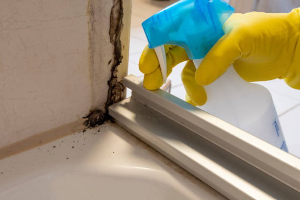 Best Attic Mold Removal  in Laughlin Af, TX
