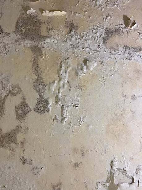 Best Certified Mold Removal  in Laughlin Af, TX